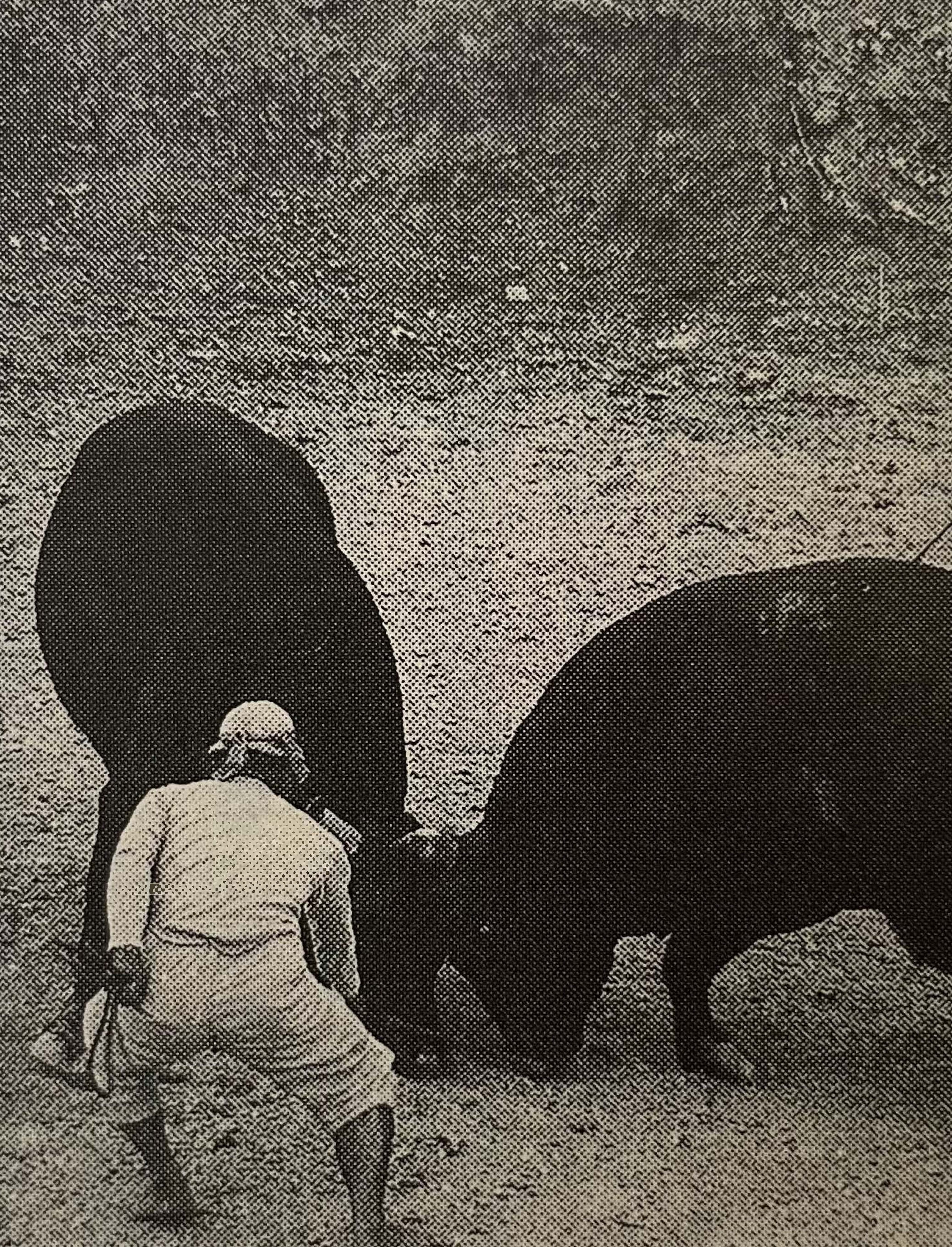 tarookamoto